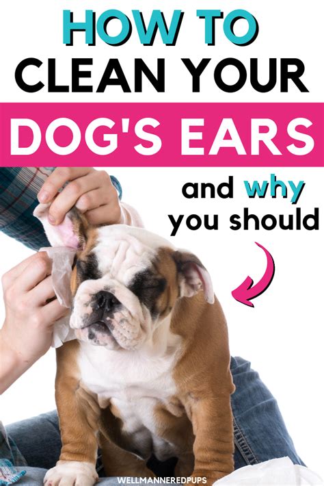 How To Clean Your Dogs Ears Step By Step And Why You Should