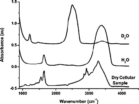 Absorption Spectra Of H 2 O And D 2 O Compared With A Typical Cell