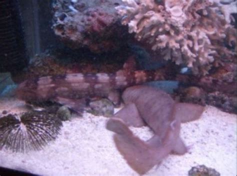 Marbled Cat Shark, who has one? | Saltwaterfish.com Forums ...