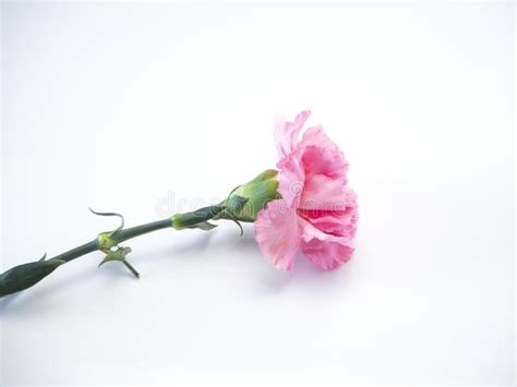 346 Single Pink Carnations Flower White Stock Photos Free And Royalty