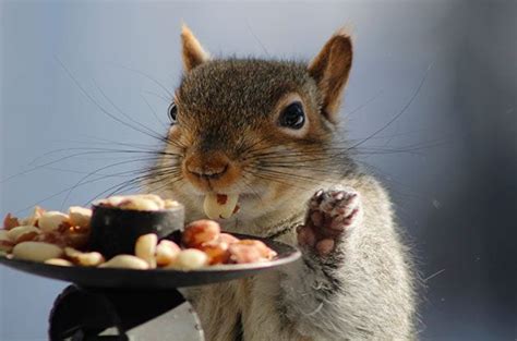 13 Funny Squirrel Photos You Need To See Birds And Blooms