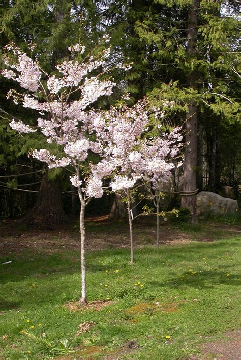 Having a smaller plot doesn't mean you can't have a fabulous garden. Ornamental Cherry Trees | Ornamental cherry, Trees and ...