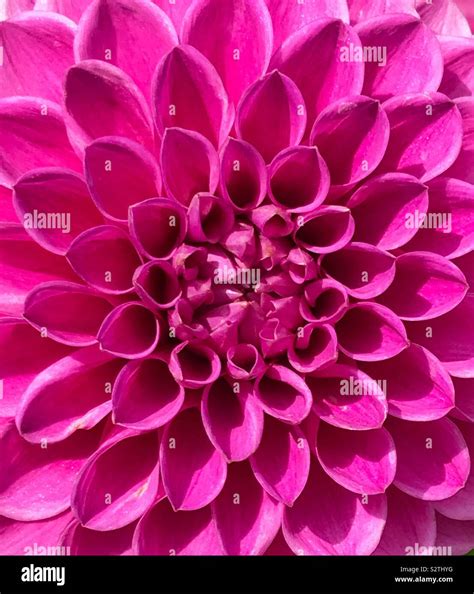 Hot Pink Flower Closeup Stock Photo Alamy