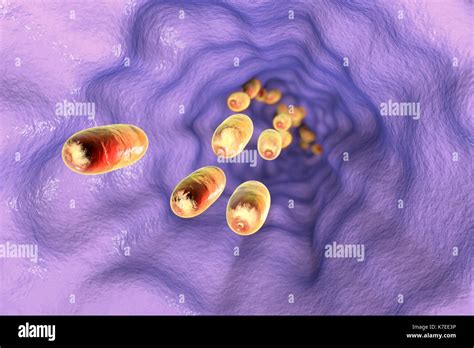 Oesophagus High Resolution Stock Photography And Images Alamy