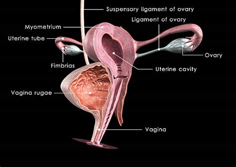 Royalty Free Vagina Uterus Ovary Female Pictures Images And Stock