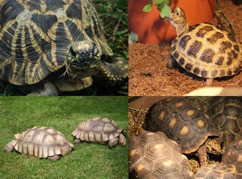 Can Different Species Of Tortoise Be Kept Together Tortoise Expert