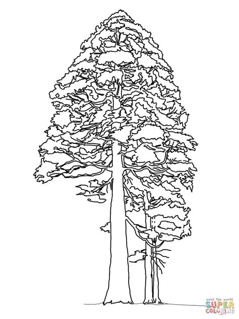 On the left half of the page, draw the tree during the winter; Giant Sequoia or Redwood coloring page | Free Printable ...