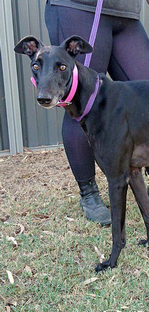 Greyhounds as pets (gap) is a national charity rehoming greyhounds that are no longer suitable for racing. Racing and Wagering Western Australia | Greyhounds as Pets