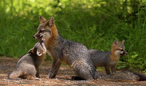Gray Fox Mother With Kit 2 North Carolina Uwharrie National Forest