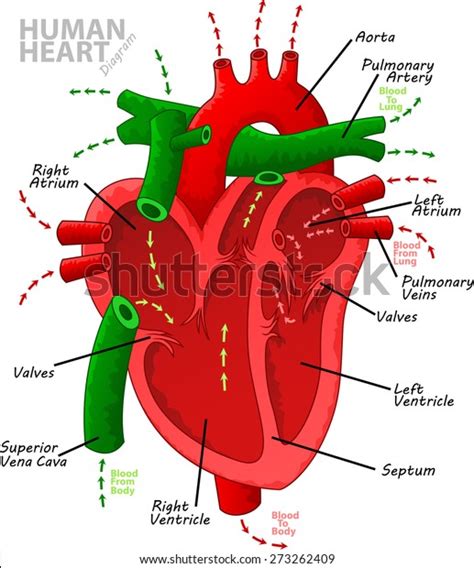 Human Heart Diagram Anatomy Stock Vector Royalty Free 273262409