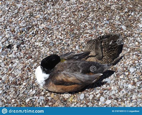 Pair Of Mallard Ducks Sleeping On Greek Seashore Top View Stock Photo