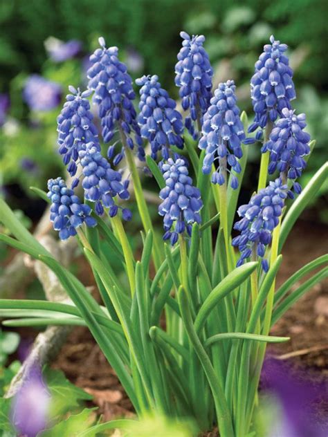 Muscari armeniacum flowers, blue armenian grape hyacinths, uk. Muscari Armeniacum -- Bluestone Perennials | Plants, Part ...
