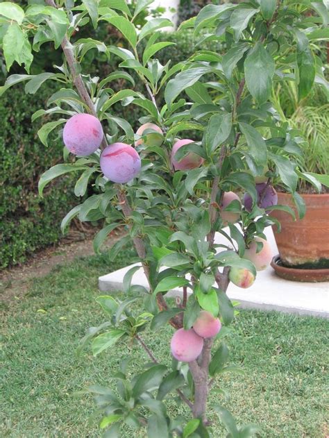 Maybe you would like to learn more about one of these? Santa Rosa Ultra Dwarf Plum Tree | Trees | Pinterest