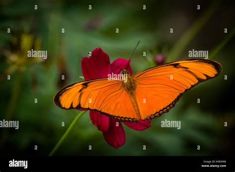 Butterfly Feeding On A Tropical Flower Stock Photo Alamy