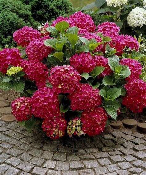 Another Great Find On Zulily Ruby Slippers Hydrangea Set Of Three