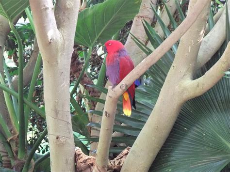 Eclectus Parrot Parrot Zoo Pictures