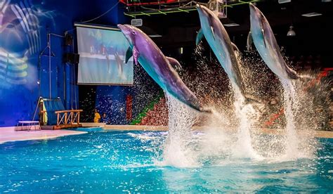 Dolphinarium Dolphin And Seal Show Tickets Dubai Dolphinarium