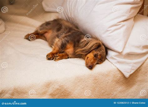 Dachshund Dog Sleeping On A Comfortable Bed Stock Photo Image Of