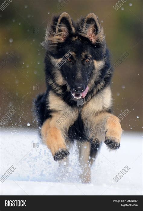 Black German Shepherd Snow Field Image And Photo Bigstock