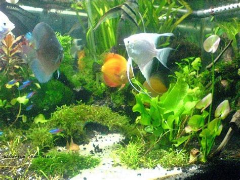 Dekorasi aquarium air tawar sederhana. Cara Membuat Aquarium Ikan Hias Air Tawar Untuk Pemula