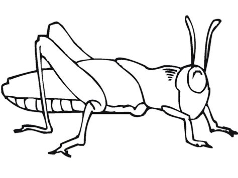 Check spelling or type a new query. Desenhos de Grilos Para Imprimir e Colorir - Animais Para ...