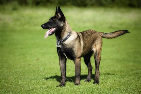 Old all black belgian malinois/dutch shepherd from a breeder in co. 6 months old mali with floppy ears help - Page 1