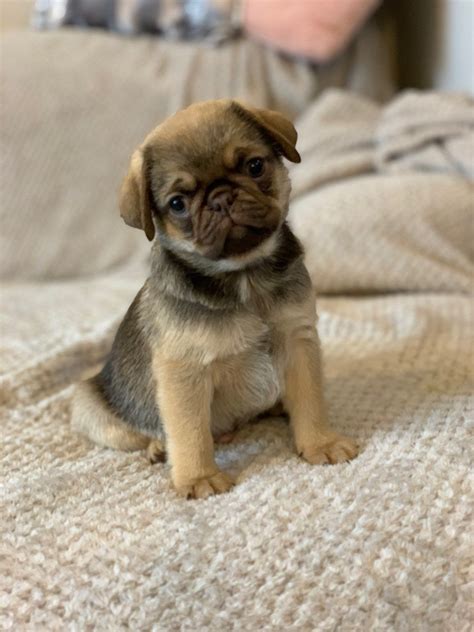 Properly educating yourself on care of your pug puppy is essential is raising a healthy and happy pup! Pug Puppies For Sale | Chicago, IL #326627 | Petzlover