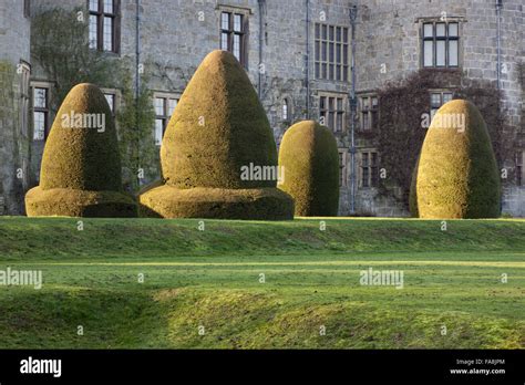 Yew Topiary In The Formal Garden At Chirk Castle Wrexham In Winter