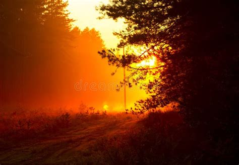 Orange Sunset At The Forest After Rain Stock Photo Image Of Fall