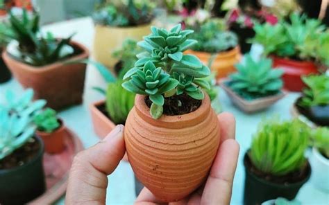 Go Green With Pretty Succulents From Shirin Flora Pune Whatshot Pune
