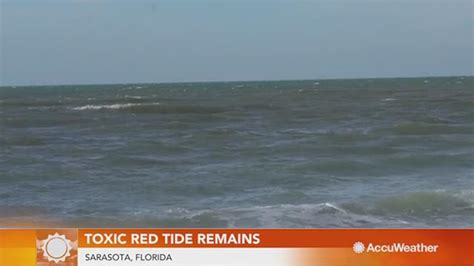Toxic Red Tide Continues To Impact Florida Beaches
