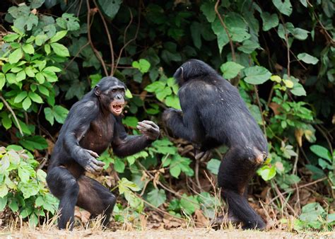 Chimpanzee Fight