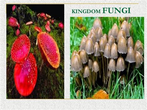 Ppt Fungi