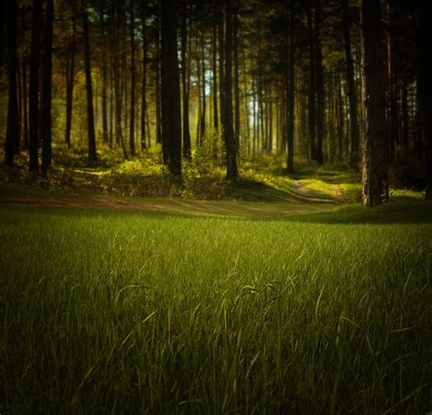 Mysterious Forest Free Stock Photo Public Domain Pictures