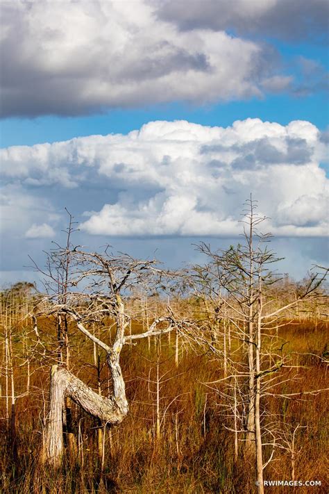 Framed Photo Print Of Z Tree Dwarf Cypress Trees Everglades Florida