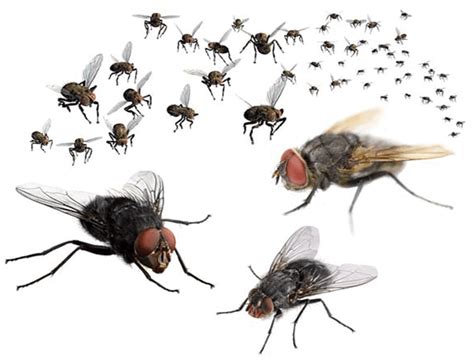 Symptoms Of Flies Infestations 1650 Enviro Safe Pest Control Melbourne