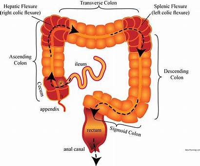 Colon Cecum Intestine Ileum Diagram Surgery Into