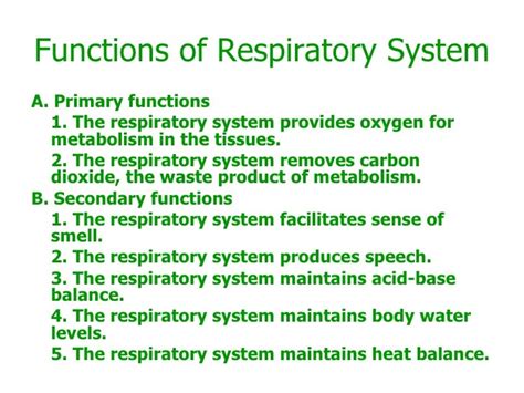 The Respiratory System And Its Functions