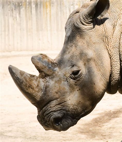 Rhino Head By Evelivesey On Deviantart African Rhino Africa Safari