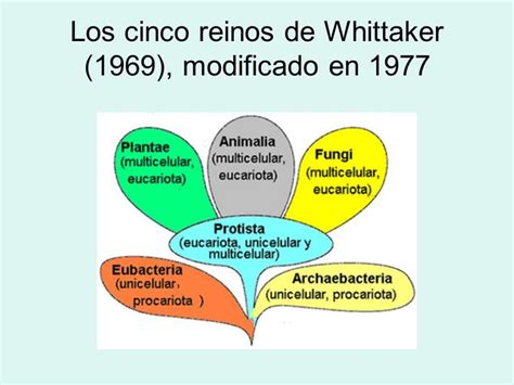 La clasificación de Whittaker divide los seres vivos en los reinos