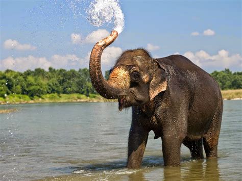 Beautiful Elephant Images Hd Wallpaper All 4u Wallpaper