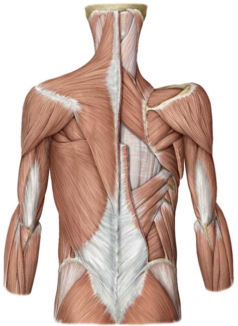 Posterior Axio Appendicular Muscles Diagram Quizlet