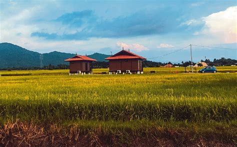 pemandangan sawah padi di kampung