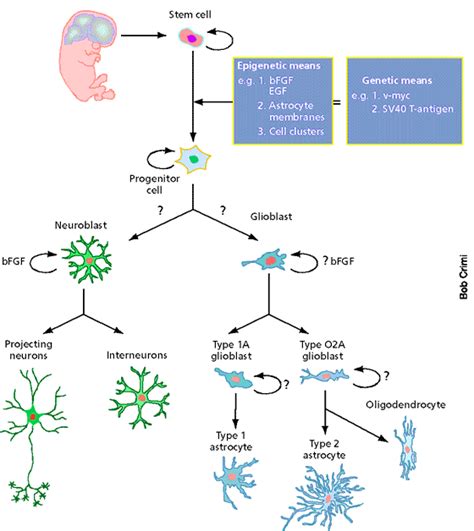 Biologizing Neurogenesis In Adulthood Its Functions And Influencing