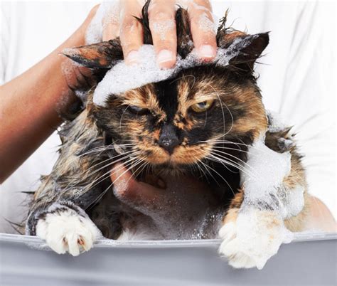 Cat Baths 6 Things You Should Not Do Catster
