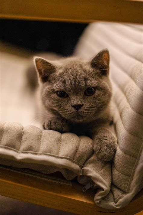 British Shorthair Cat Kitten Pet Gray Hd Phone Wallpaper Peakpx