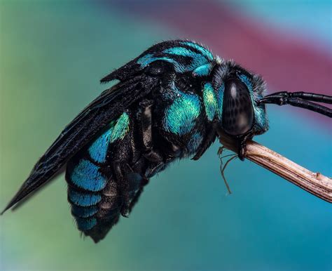 🔥 Some Of You Really Liked The Neon Cuckoo Bee So Heres A Much Cooler