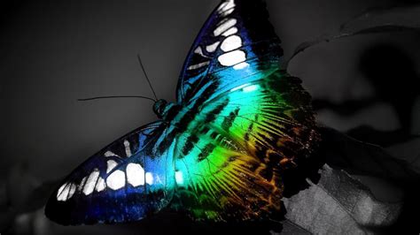 Butterfly windows wallpapers pc in both widescreen and 4:3 resolutions. Butterfly HD Wallpapers - Wallpaper Cave