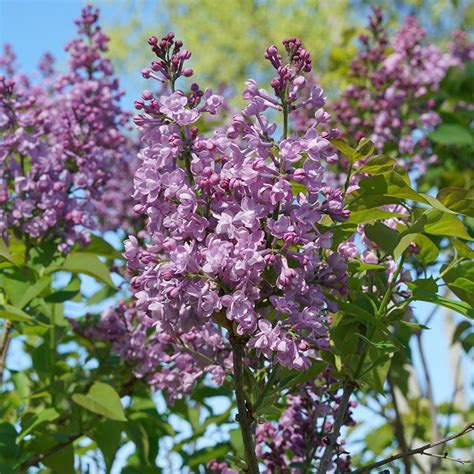 Fragrant Shrubs Can Fill Your Garden With Heavenly Perfume From Spring