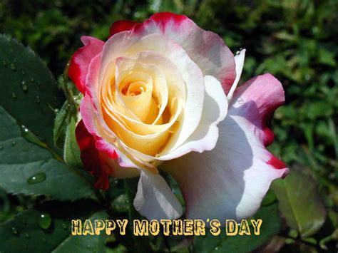 Thank you for being the best mom i could ever ask for. Happy Mothers Day Wishes | Beautiful Flower Wallpapers ...